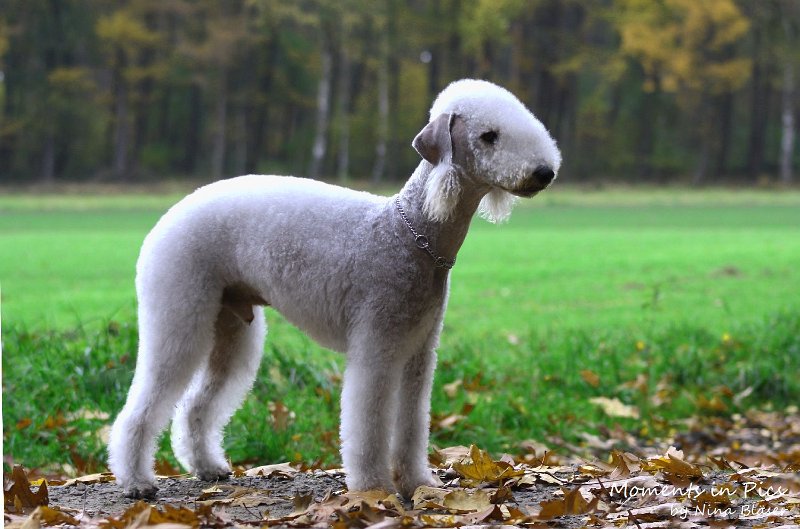 Airis Blue Volshebny Svet 2009-11-01.JPG